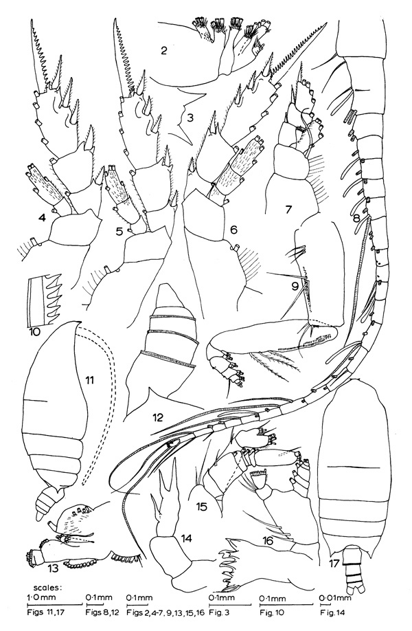 Species Pseudotharybis robustus - Plate 1 of morphological figures