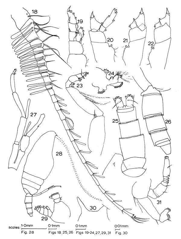 Espce Pseudotharybis robustus - Planche 2 de figures morphologiques