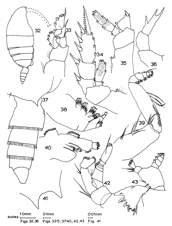 Species Pseudotharybis brevispinus - Plate 1 of morphological figures