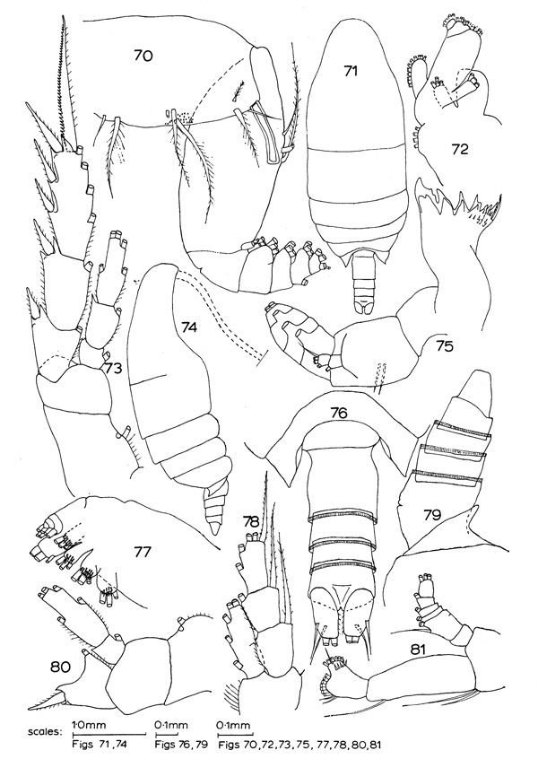 Species Comantenna crassa - Plate 1 of morphological figures