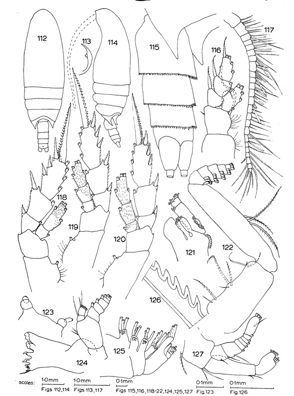 Species Sursamucro spinatus - Plate 1 of morphological figures