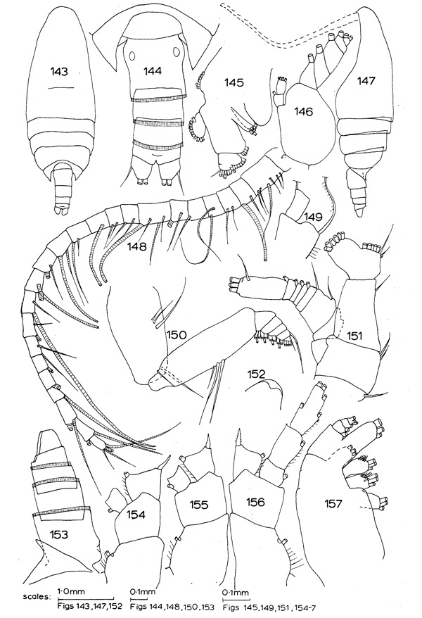 Espce Crassantenna comosa - Planche 1 de figures morphologiques