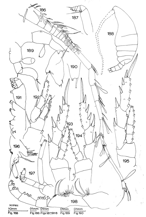 Espèce Campaneria latipes - Planche 1 de figures morphologiques