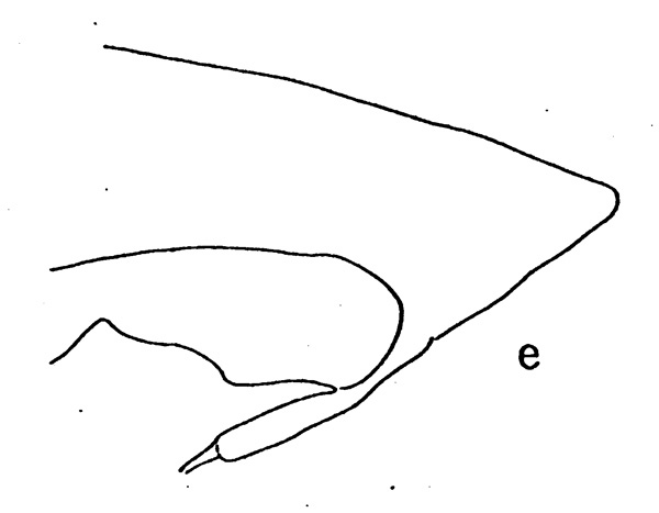 Espce Pareucalanus parki - Planche 5 de figures morphologiques