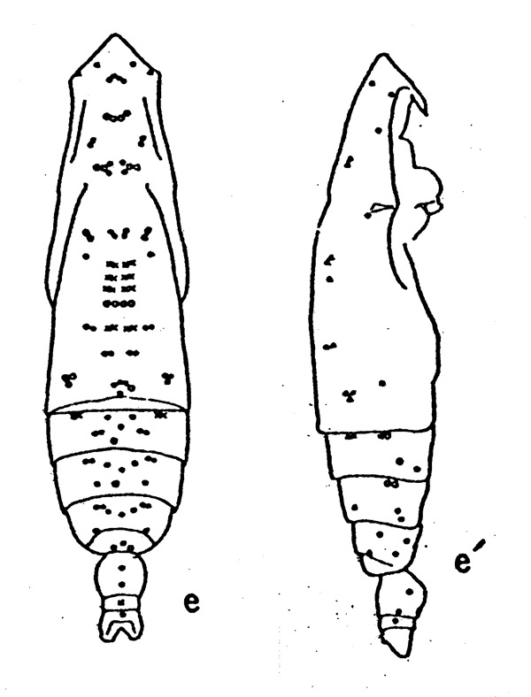 Espèce Subeucalanus subtenuis - Planche 1 de figures morphologiques