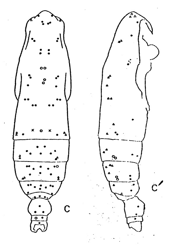 Espce Subeucalanus subcrassus - Planche 1 de figures morphologiques