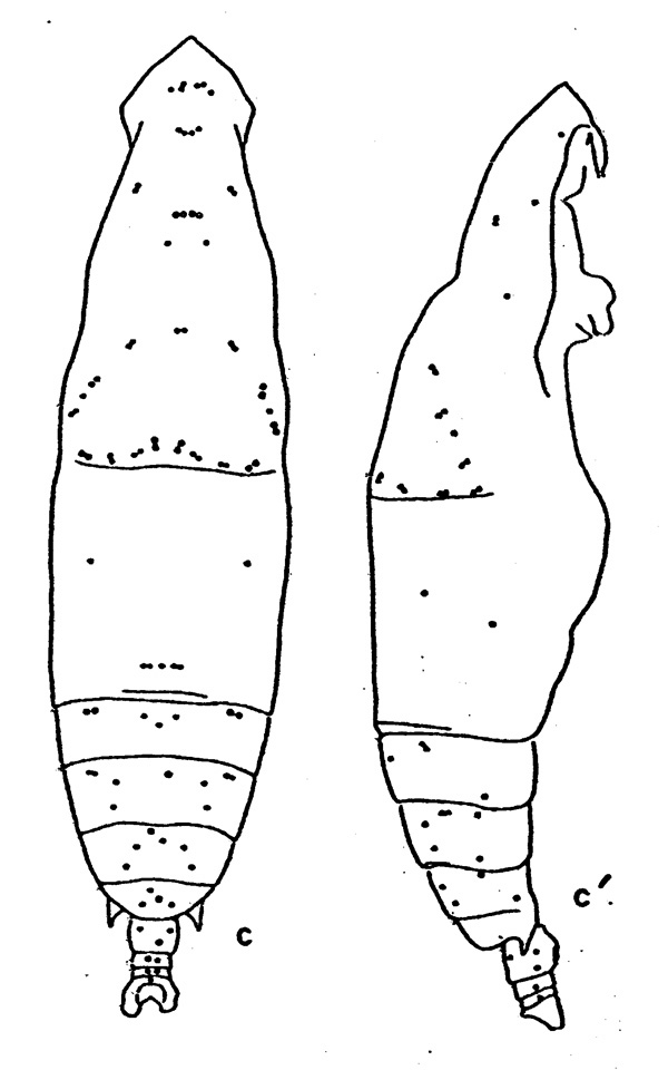 Espèce Eucalanus hyalinus - Planche 4 de figures morphologiques