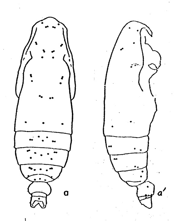 Espce Subeucalanus crassus - Planche 2 de figures morphologiques