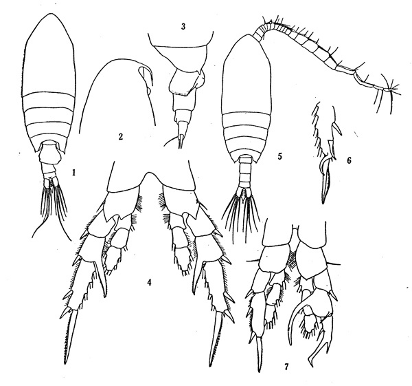 Espce Centropages sinensis - Planche 1 de figures morphologiques