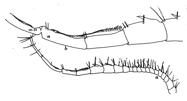 Species Centropages australiensis - Plate 5 of morphological figures