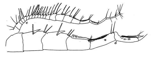 Espèce Centropages aucklandicus - Planche 8 de figures morphologiques