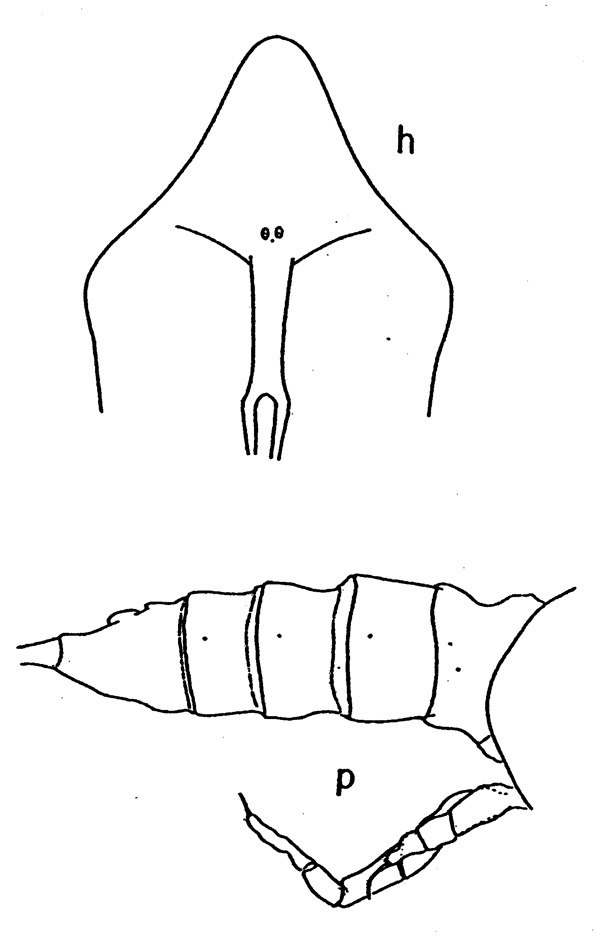 Species Pareucalanus langae - Plate 3 of morphological figures