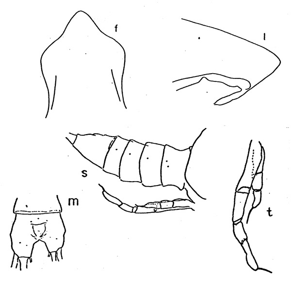 Species Pareucalanus parki - Plate 6 of morphological figures