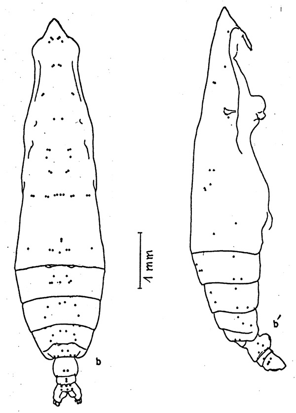 Species Pareucalanus langae - Plate 4 of morphological figures