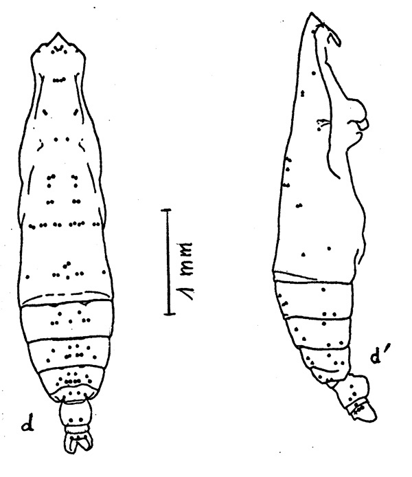 Species Pareucalanus attenuatus - Plate 5 of morphological figures