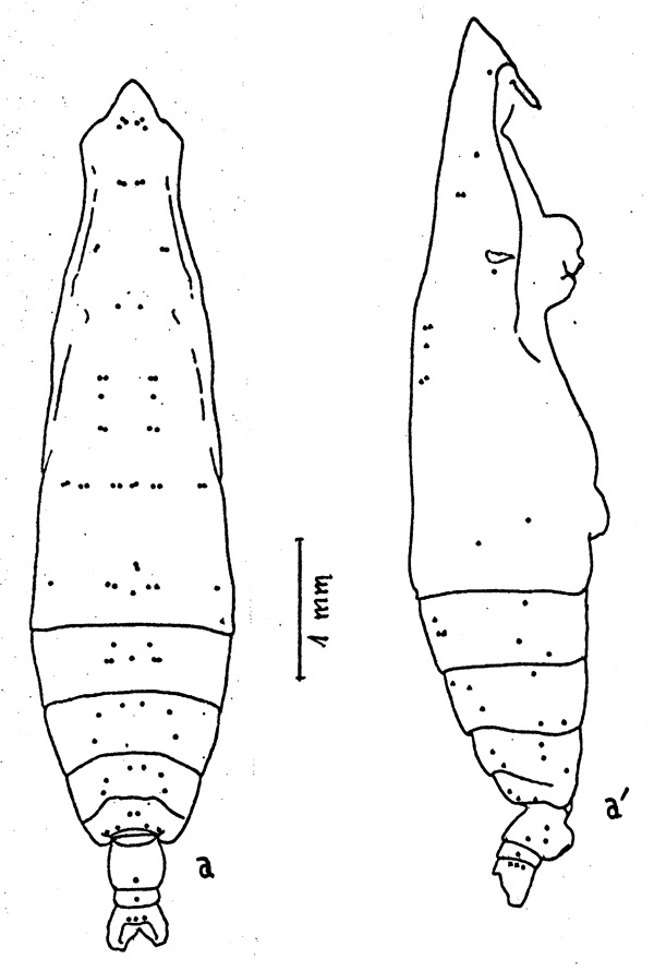Espce Pareucalanus parki - Planche 7 de figures morphologiques