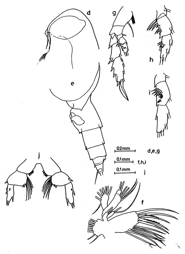 Species Cephalophanes tectus - Plate 1 of morphological figures