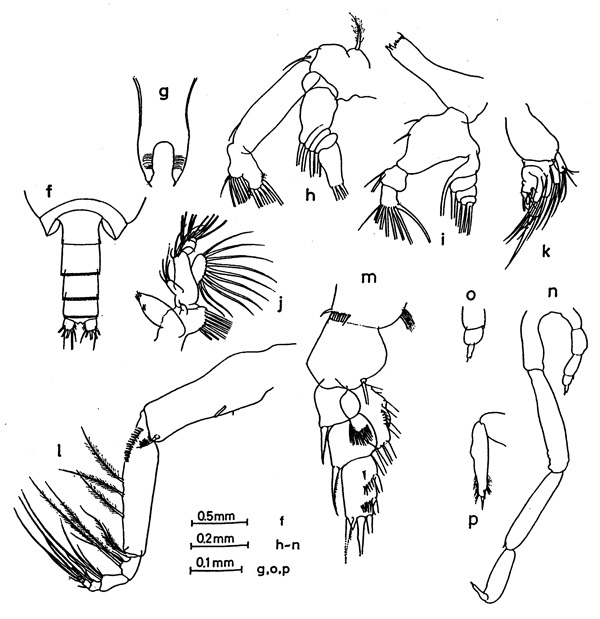 Species Onchocalanus affinis - Plate 3 of morphological figures