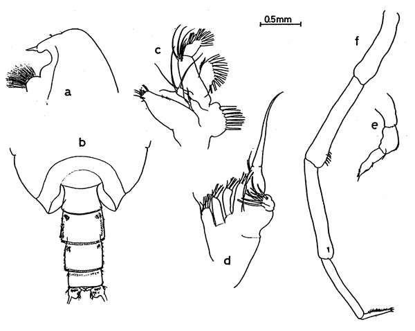 Espèce Onchocalanus trigoniceps - Planche 6 de figures morphologiques