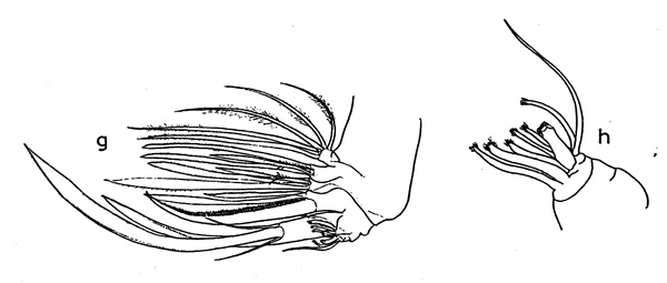 Species Talacalanus maximus - Plate 1 of morphological figures