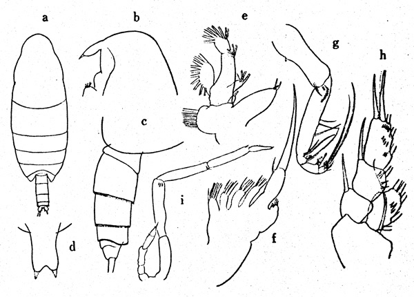 Espce Onchocalanus affinis - Planche 2 de figures morphologiques
