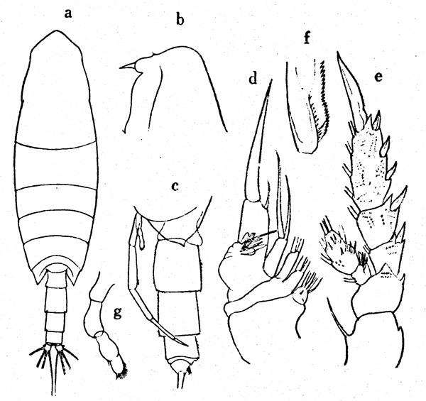 Species Onchocalanus cristatus - Plate 7 of morphological figures