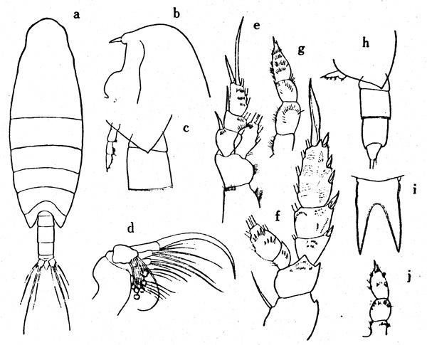 Species Onchocalanus trigoniceps - Plate 5 of morphological figures