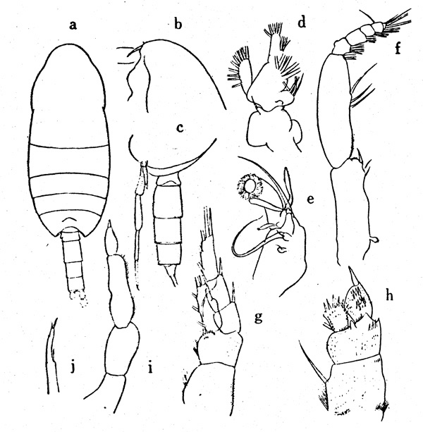 Species Xanthocalanus irritans - Plate 1 of morphological figures