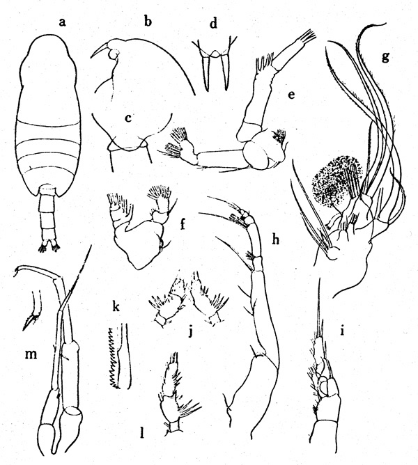 Species Xanthocalanus oculatus - Plate 1 of morphological figures