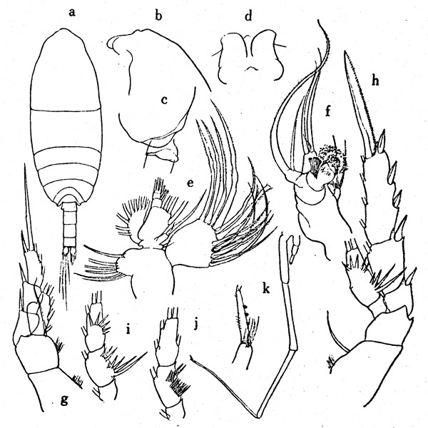 Espce Xanthocalanus crassirostris - Planche 1 de figures morphologiques