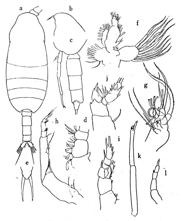 Espce Xanthocalanus cornifer - Planche 1 de figures morphologiques