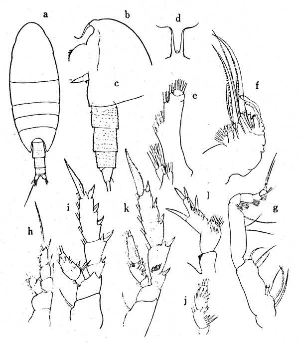 Espce Xanthocalanus penicillatus - Planche 1 de figures morphologiques