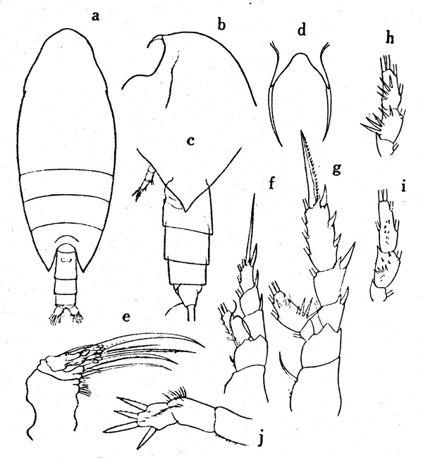 Species Xanthocalanus legatus - Plate 1 of morphological figures
