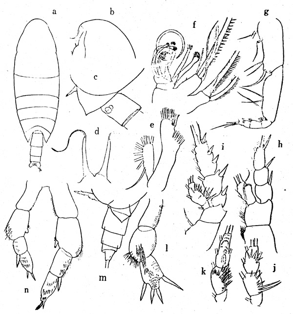 Species Xanthocalanus pinguis - Plate 1 of morphological figures