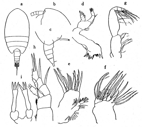 Species Tharybis sagamiensis - Plate 1 of morphological figures