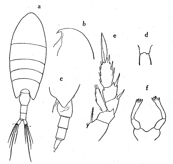 Species Undinella oblonga - Plate 1 of morphological figures