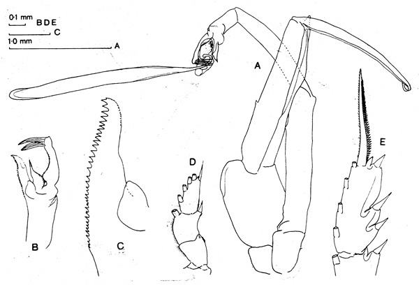 Espèce Paraeuchaeta erebi - Planche 3 de figures morphologiques