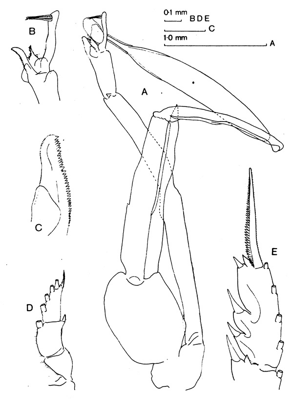 Species Paraeuchaeta antarctica - Plate 5 of morphological figures