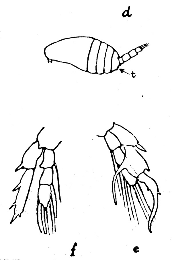 Species Centropages trispinosus - Plate 1 of morphological figures