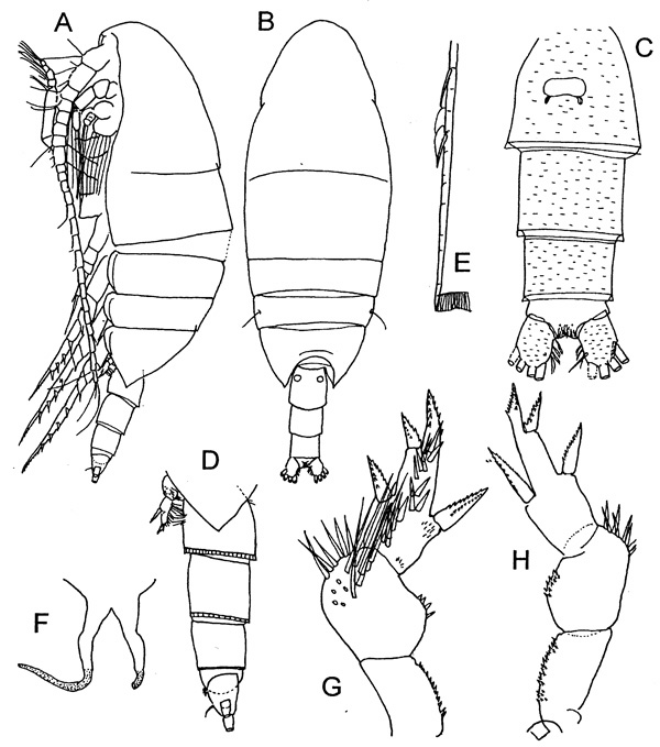 Espèce Xanthocalanus stewarti - Planche 1 de figures morphologiques