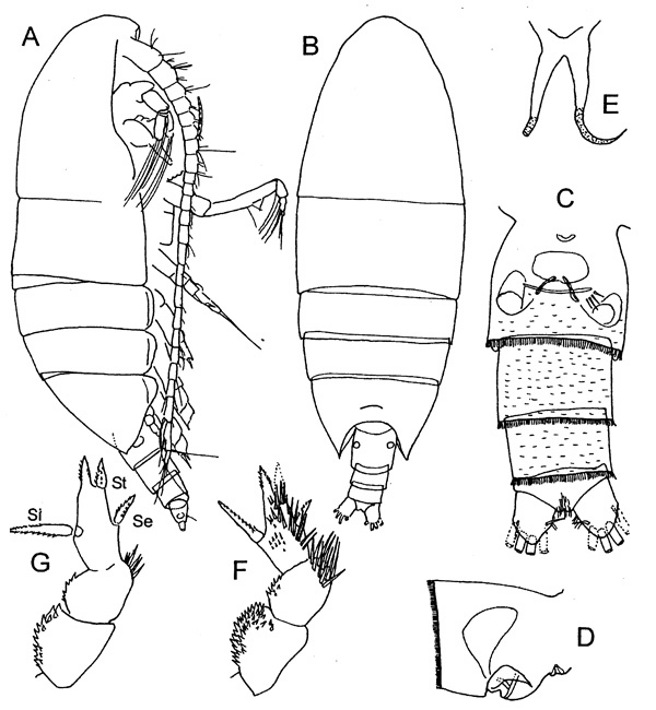 Espèce Xanthocalanus longispinus - Planche 1 de figures morphologiques