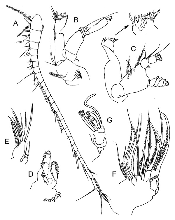 Espèce Xanthocalanus longispinus - Planche 2 de figures morphologiques