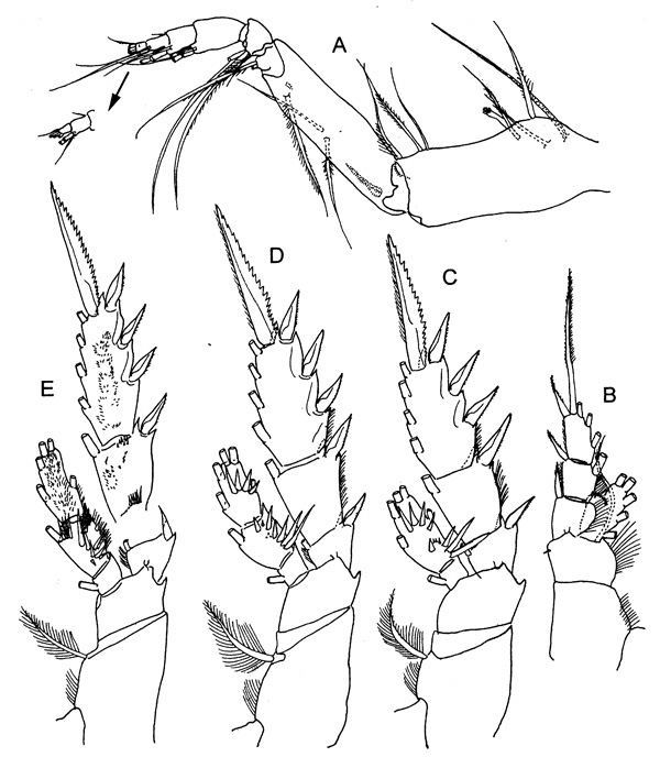 Espèce Xanthocalanus longispinus - Planche 3 de figures morphologiques