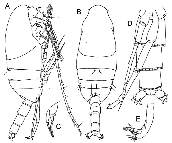 Espce Xanthocalanus longispinus - Planche 4 de figures morphologiques