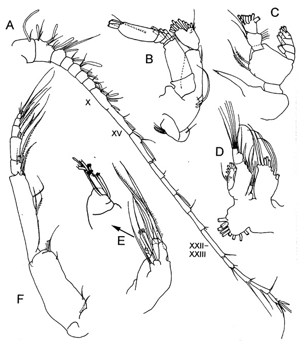 Espèce Xanthocalanus longispinus - Planche 5 de figures morphologiques