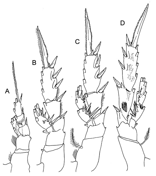 Espèce Xanthocalanus longispinus - Planche 6 de figures morphologiques