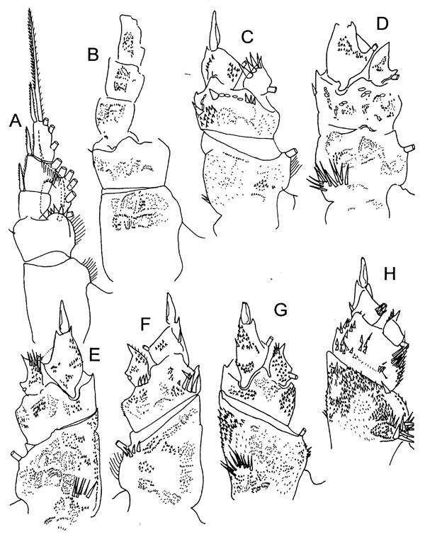 Espèce Brachycalanus sp. - Planche 3 de figures morphologiques