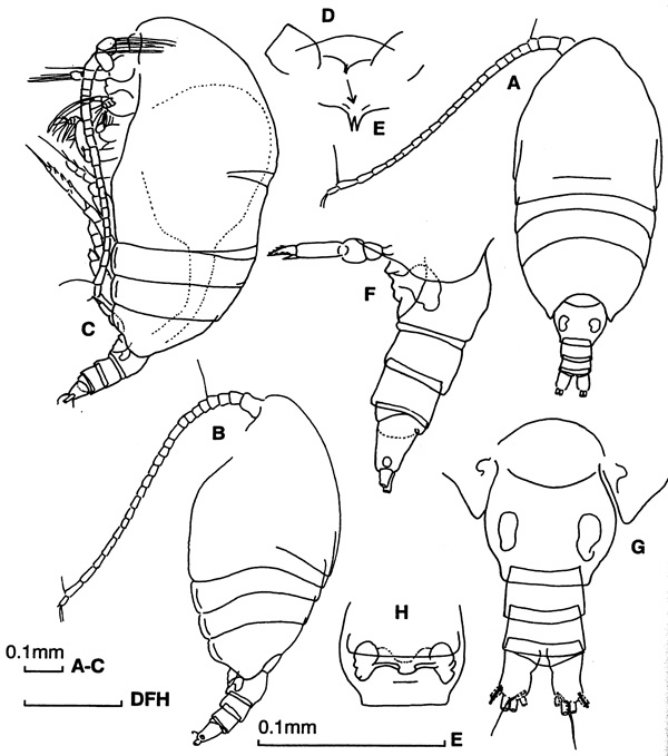 Espèce Tharybis inaequalis - Planche 1 de figures morphologiques