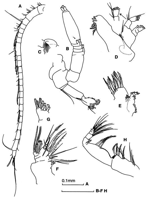 Espèce Tharybis inaequalis - Planche 2 de figures morphologiques