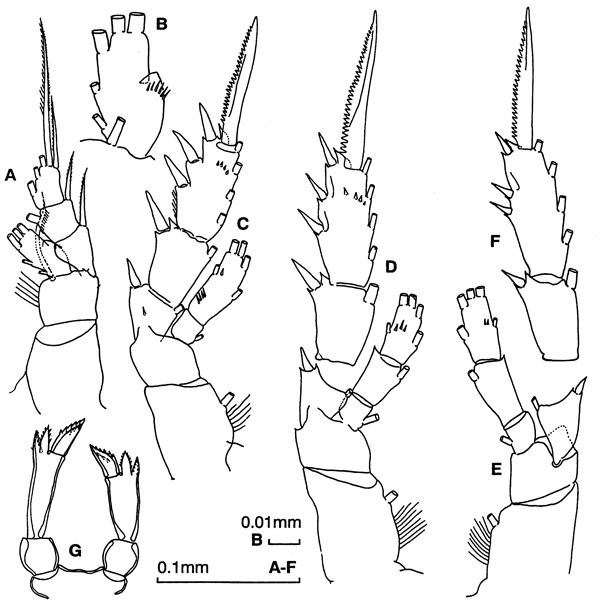 Espèce Tharybis inaequalis - Planche 3 de figures morphologiques